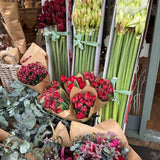 Festive Amaryllis Stems – Luxury Box of 12 Christmas Blooms