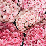 Hydrangea En Mass