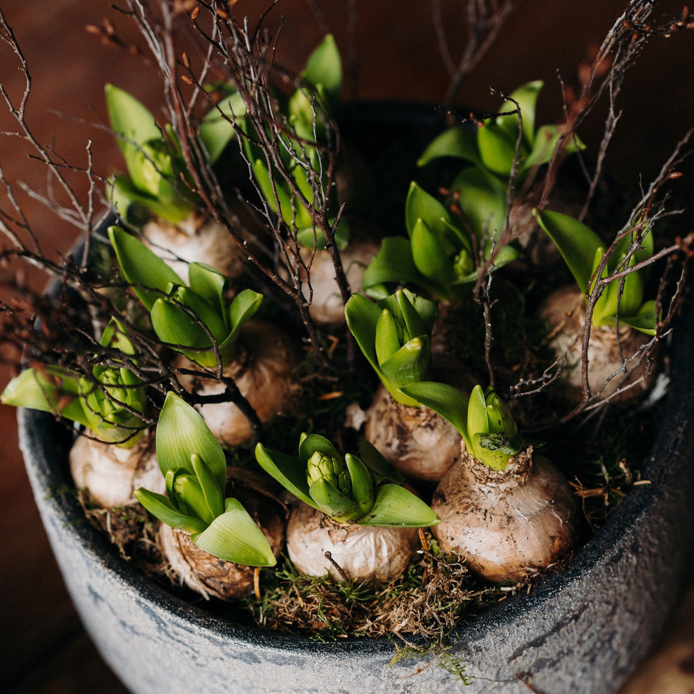 The December Hyacinth scented hyacinth bulb planter hand-planted by Mad Lilies