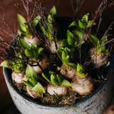The December Hyacinth scented hyacinth bulb planter hand-planted by Mad Lilies