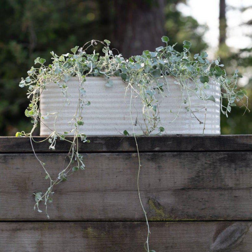 Elfrida off-white stoneware oval planter styled with indoor plants on a windowsill, decorative ceramic planter for home interiors.