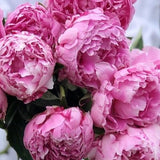 A Love Affair with Peonies Bouquet Workshop