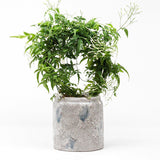 Scented Jasmine Planter