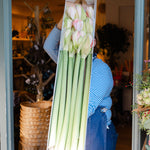 Fresh Amaryllis flower stems in white blush red and burgundy
