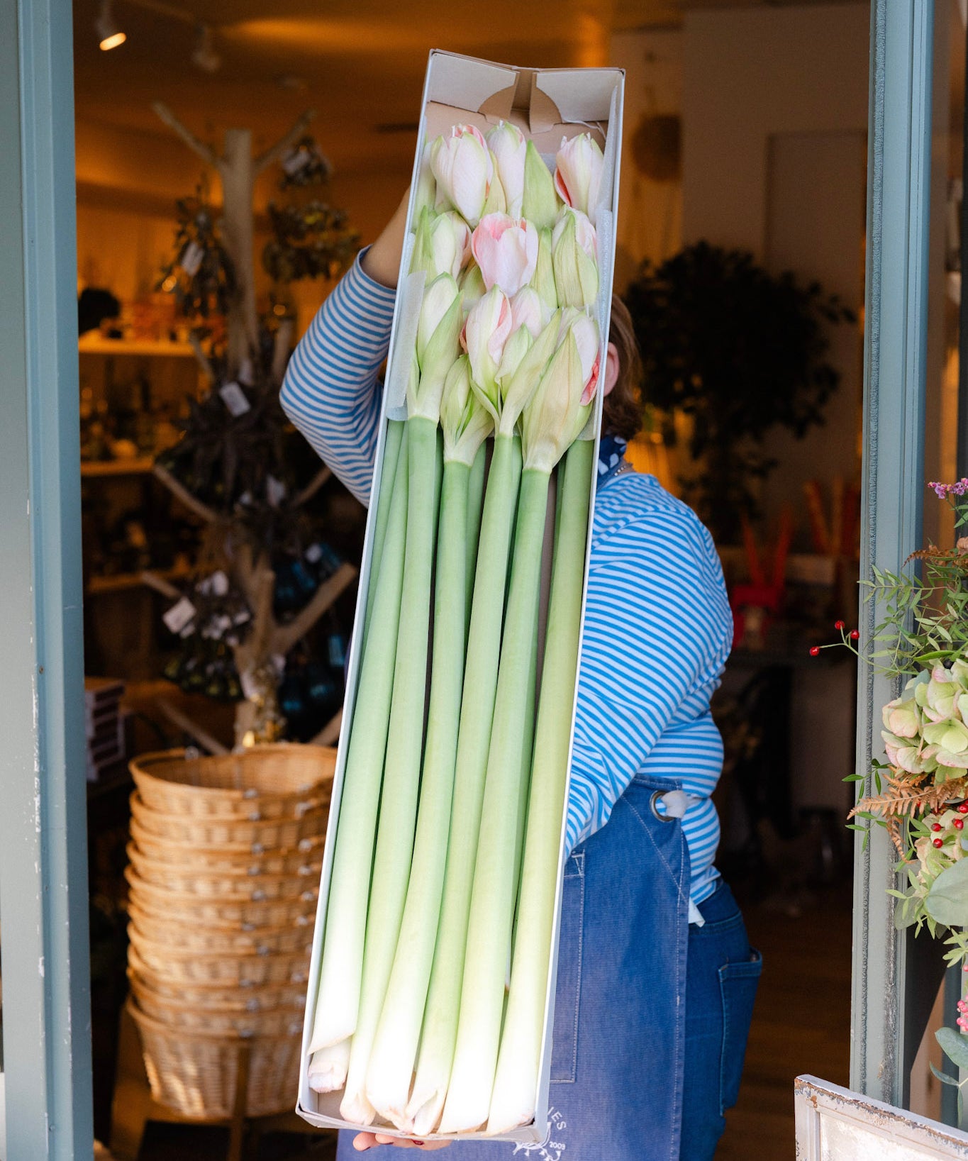 Fresh Amaryllis flower stems in white blush red and burgundy