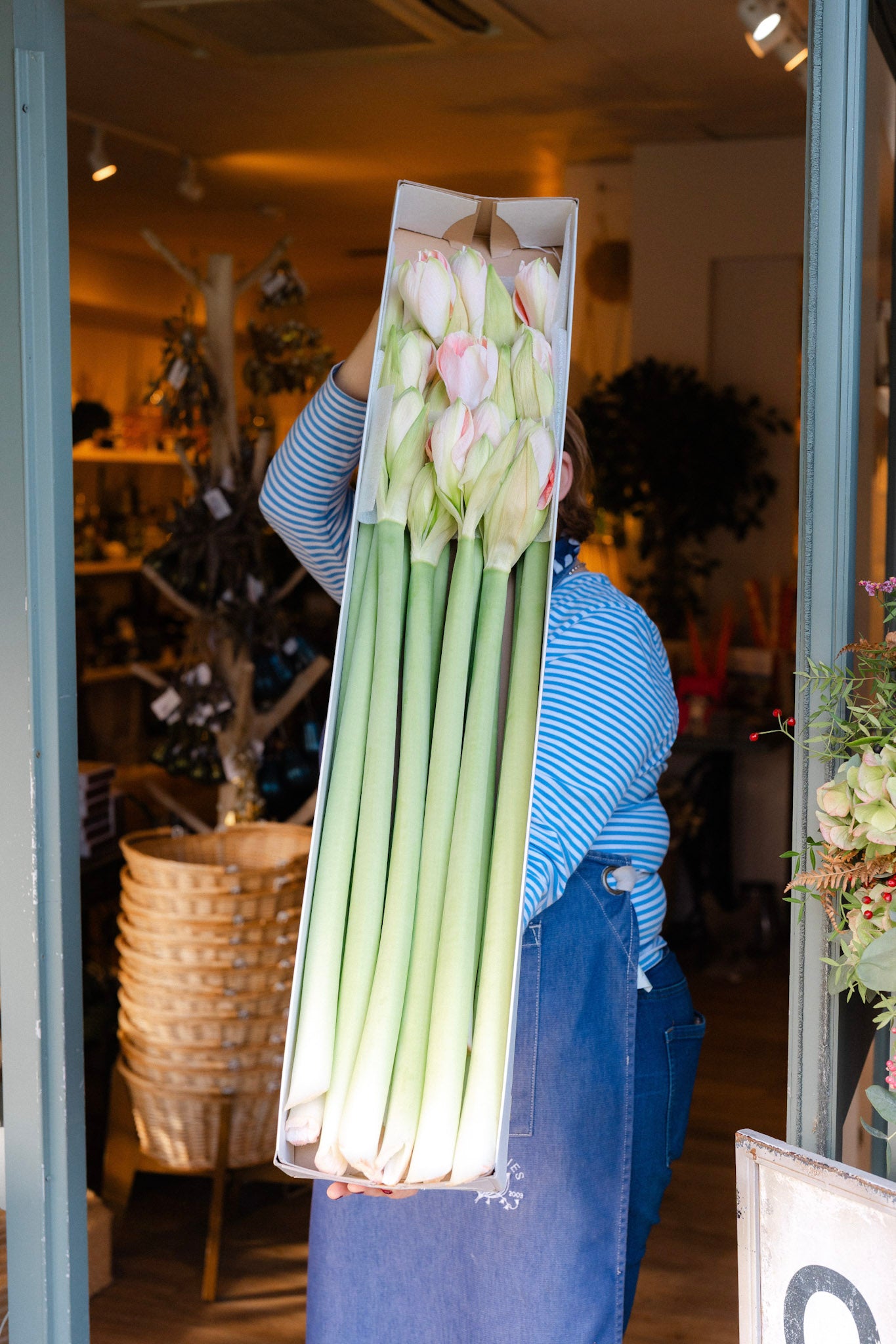 Fresh Amaryllis flower stems in white blush red and burgundy