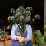 Fresh Eryngium Sea Holly thistle stems in blue and white for Christmas wreaths, festive flowers and winter arrangements.