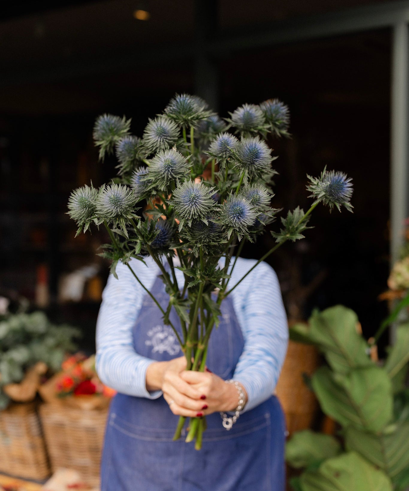 Fresh Eryngium Sea Holly thistle stems in blue and white for Christmas wreaths, festive flowers and winter arrangements.