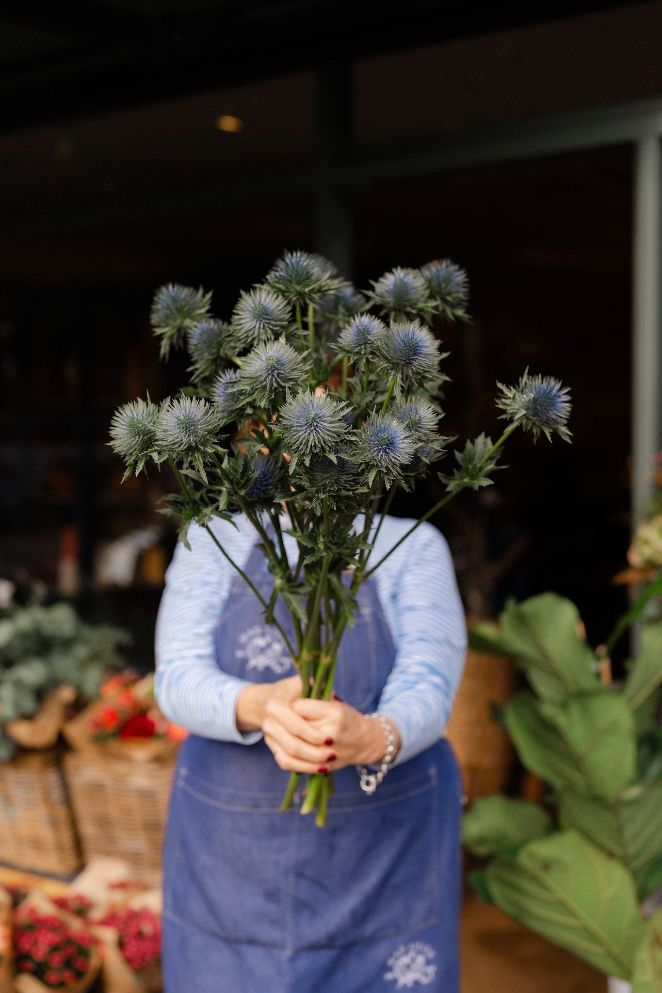 Fresh Eryngium Sea Holly thistle stems in blue and white for Christmas wreaths, festive flowers and winter arrangements.