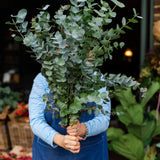Fresh Eucalyptus Cinerea 70cm foliage stems with soft silvery-green scented leaves.