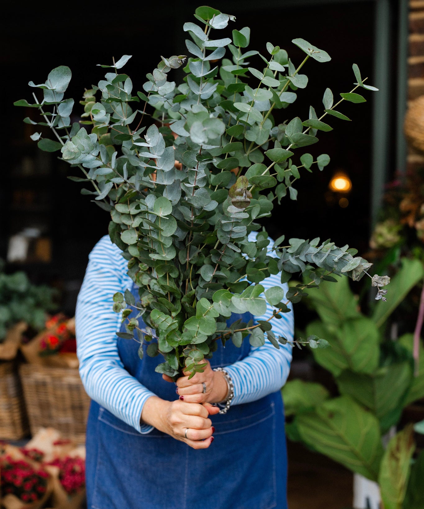 Fresh Eucalyptus Cinerea 70cm foliage stems with soft silvery-green scented leaves.