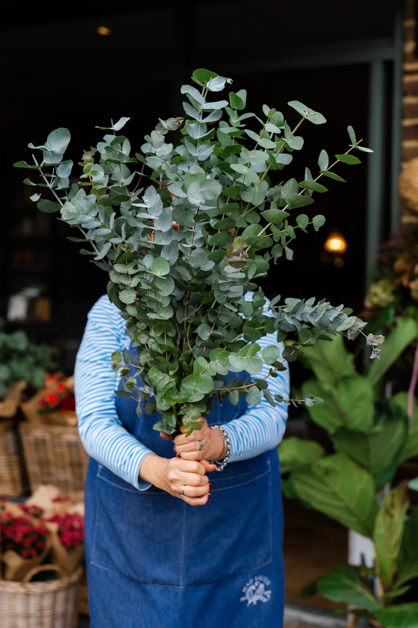 Fresh Eucalyptus Cinerea 70cm foliage stems with soft silvery-green scented leaves.