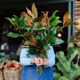 Fresh Magnolia branches with glossy green leaves and rich copper-brown undersides for Christmas wreaths and festive decorating.