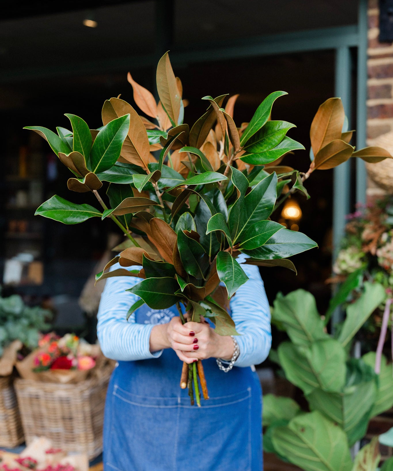 Fresh Magnolia branches with glossy green leaves and rich copper-brown undersides for Christmas wreaths and festive decorating.