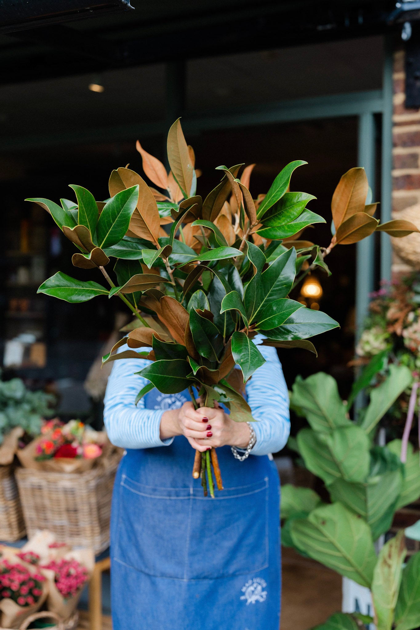 Fresh Magnolia branches with glossy green leaves and rich copper-brown undersides for Christmas wreaths and festive decorating.