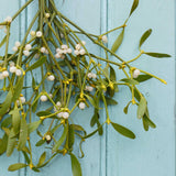 Fresh mistletoe bunch with green leaves and white berries for traditional Christmas decorating
