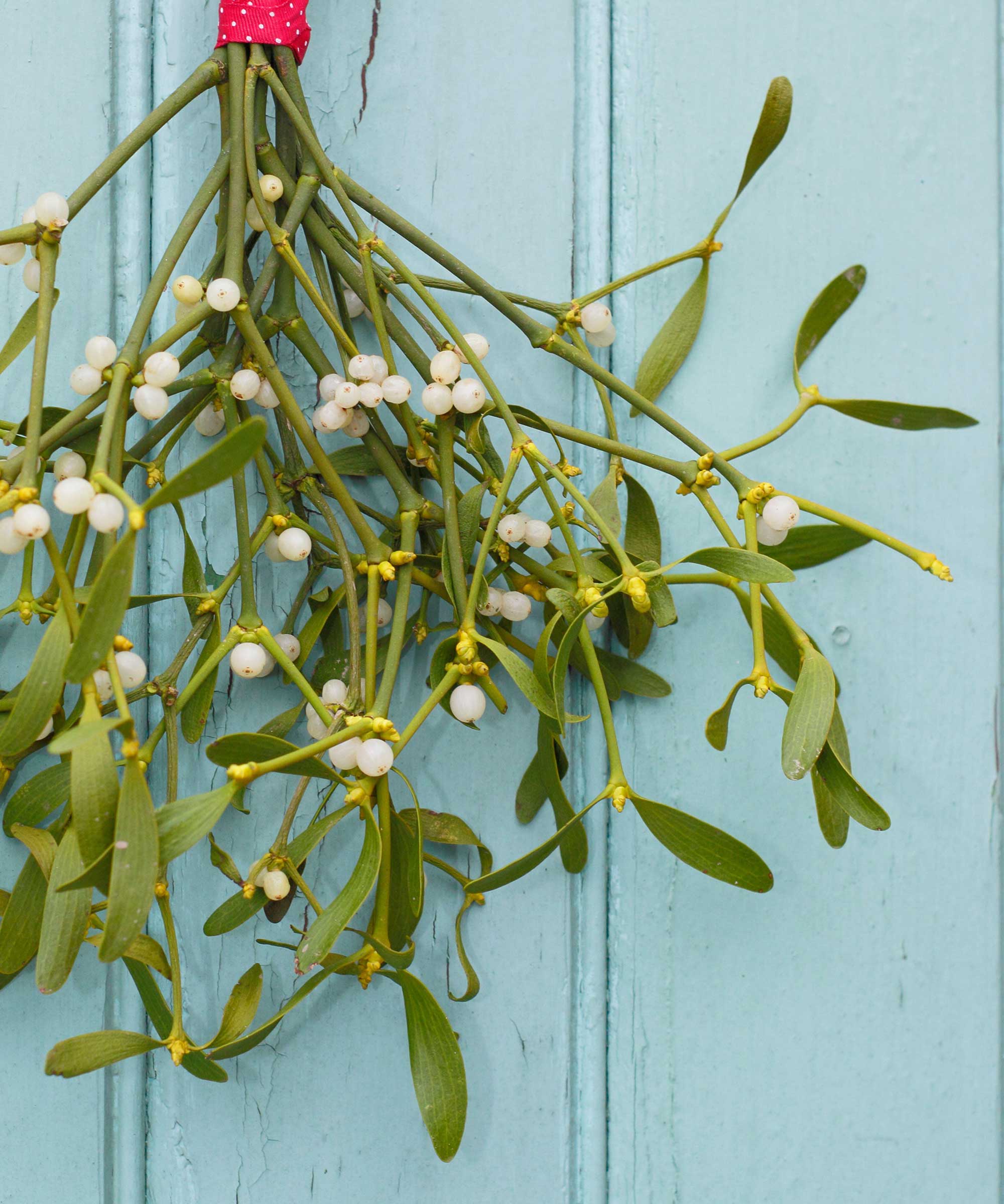 Fresh mistletoe bunch with green leaves and white berries for traditional Christmas decorating