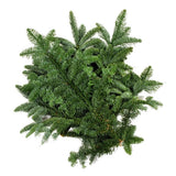 Fresh green pine foliage bundle for Christmas wreath making, garlands and natural festive decorating.