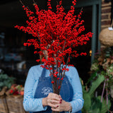 Fresh red Ilex Winterberry stems with vibrant red berries on tall 70–80cm branches.