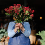 Fresh red Skimmia bunch with green foliage and clusters of red buds, approximately 40cm long.