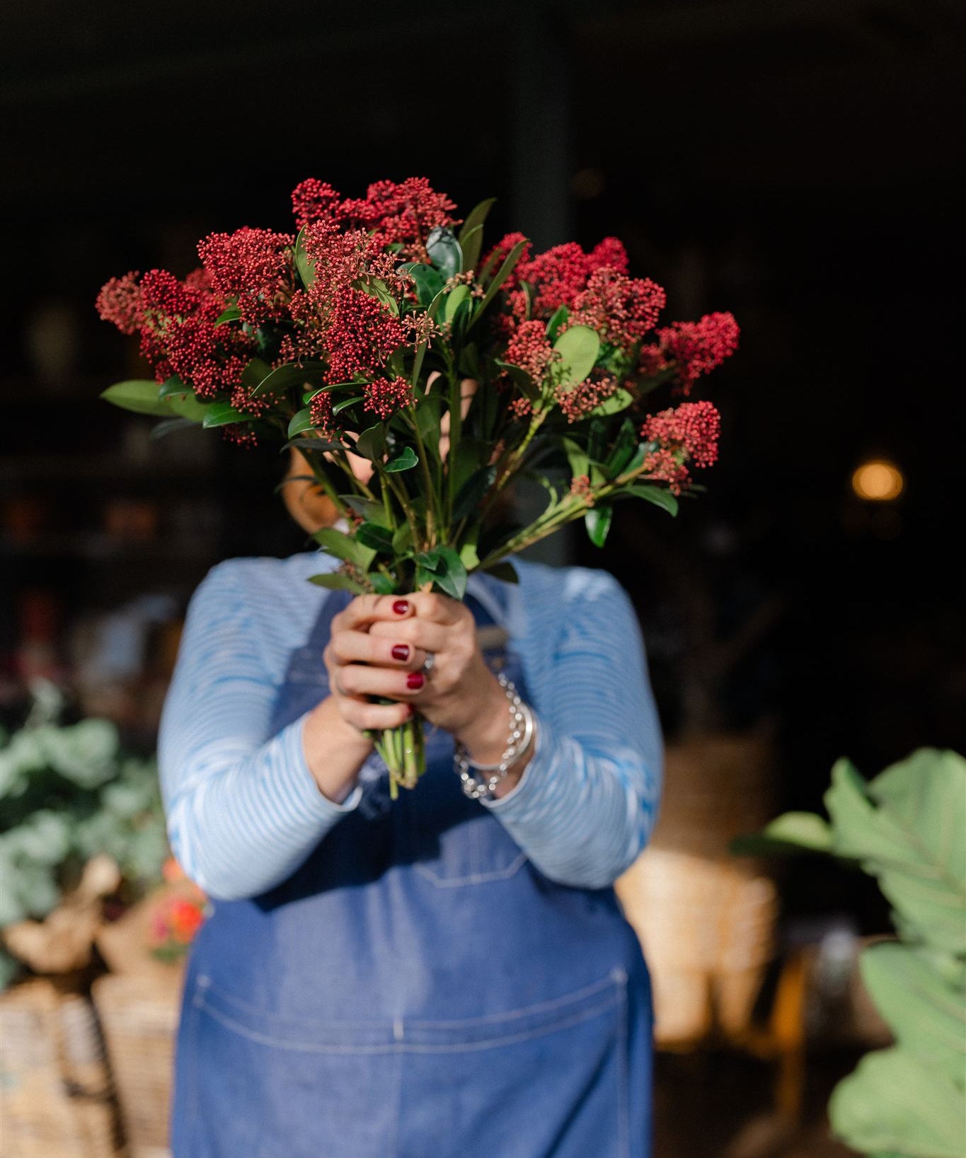 Fresh red Skimmia bunch with green foliage and clusters of red buds, approximately 40cm long.
