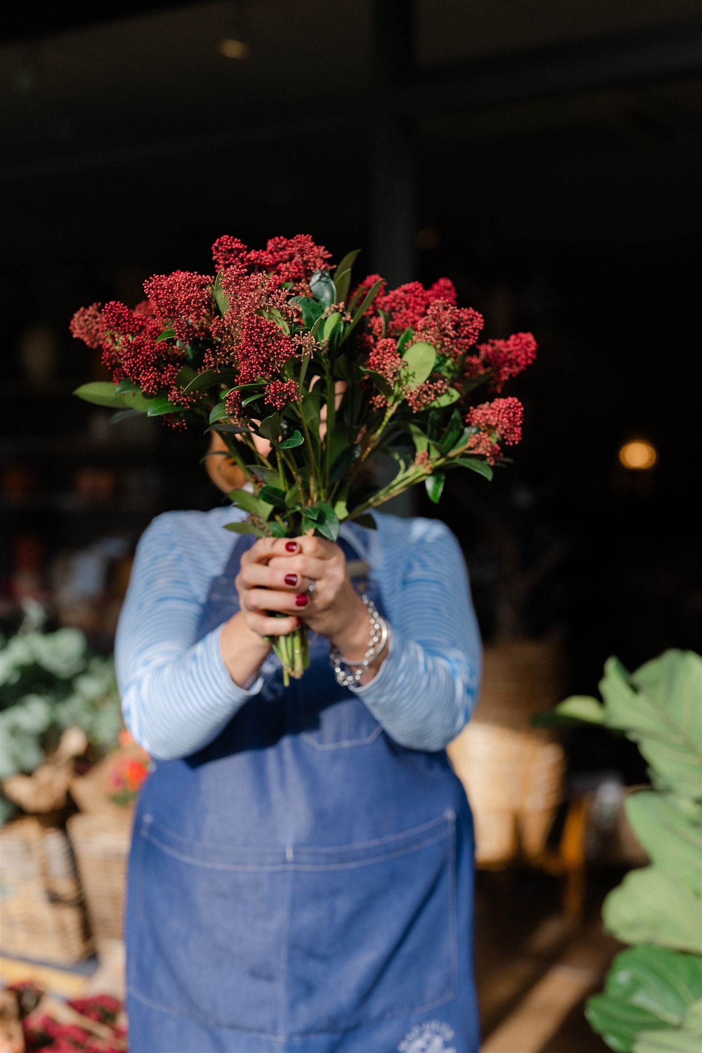 Fresh red Skimmia bunch with green foliage and clusters of red buds, approximately 40cm long.
