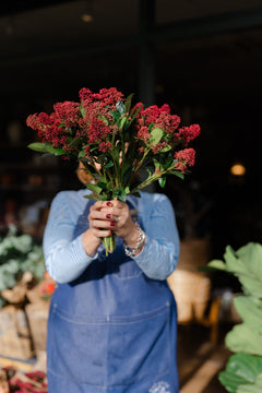 Fresh red Skimmia bunch with green foliage and clusters of red buds, approximately 40cm long.