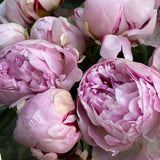 A Love Affair with Peonies Bouquet Workshop