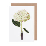 Laura Stoddart Green Hydrangea card. A beautiful eco-friendly floral greeting card, designed and made in England.