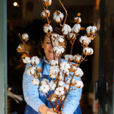 Natural dried cotton stems (Gossypium) with soft white cotton bolls on rustic brown branches for seasonal styling and elegant home décor.