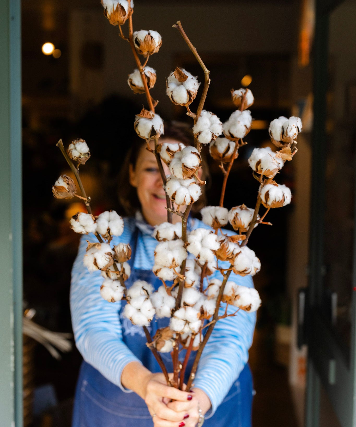 Natural dried cotton stems (Gossypium) with soft white cotton bolls on rustic brown branches for seasonal styling and elegant home décor.