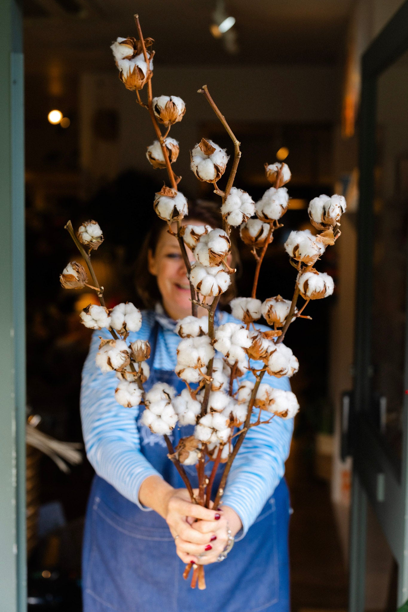 Natural dried cotton stems (Gossypium) with soft white cotton bolls on rustic brown branches for seasonal styling and elegant home décor.
