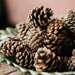 Natural pine cones for Christmas wreath making, festive garlands, table styling and seasonal Christmas crafts.
