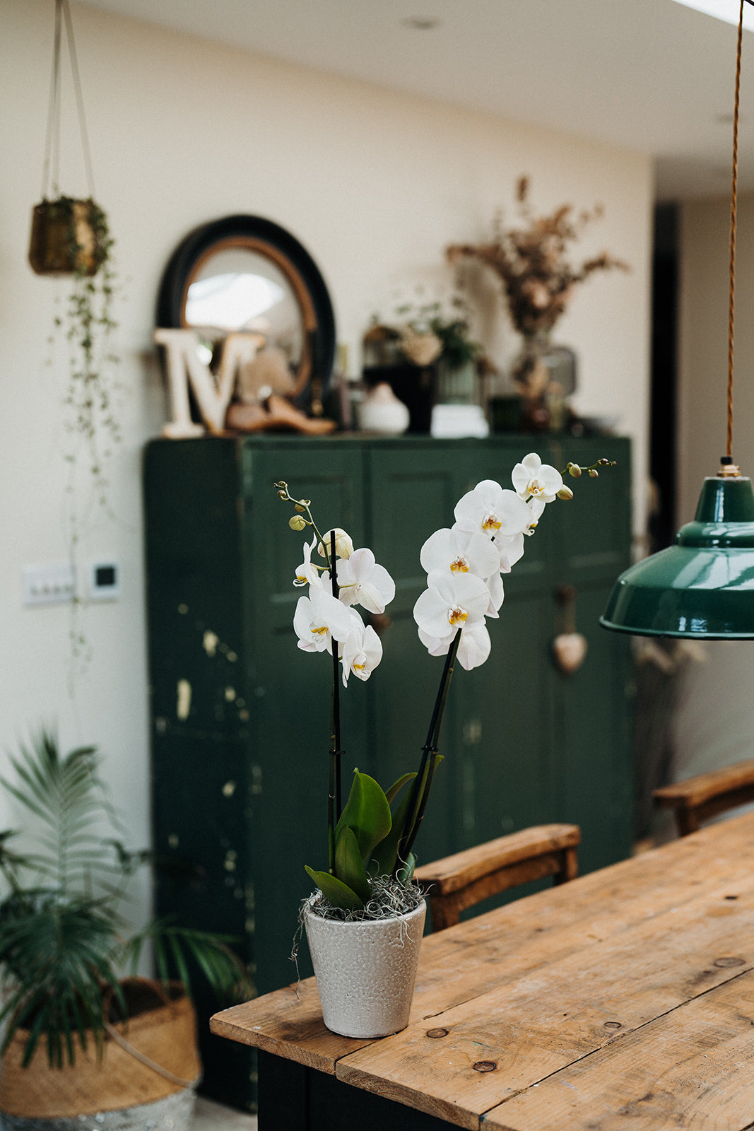 indoor orchid planter White Phalaenopsis Orchid Planter | Luxury Indoor Orchid