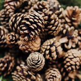Pine Cone Bundle