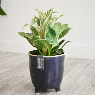 Positano Pot Blue