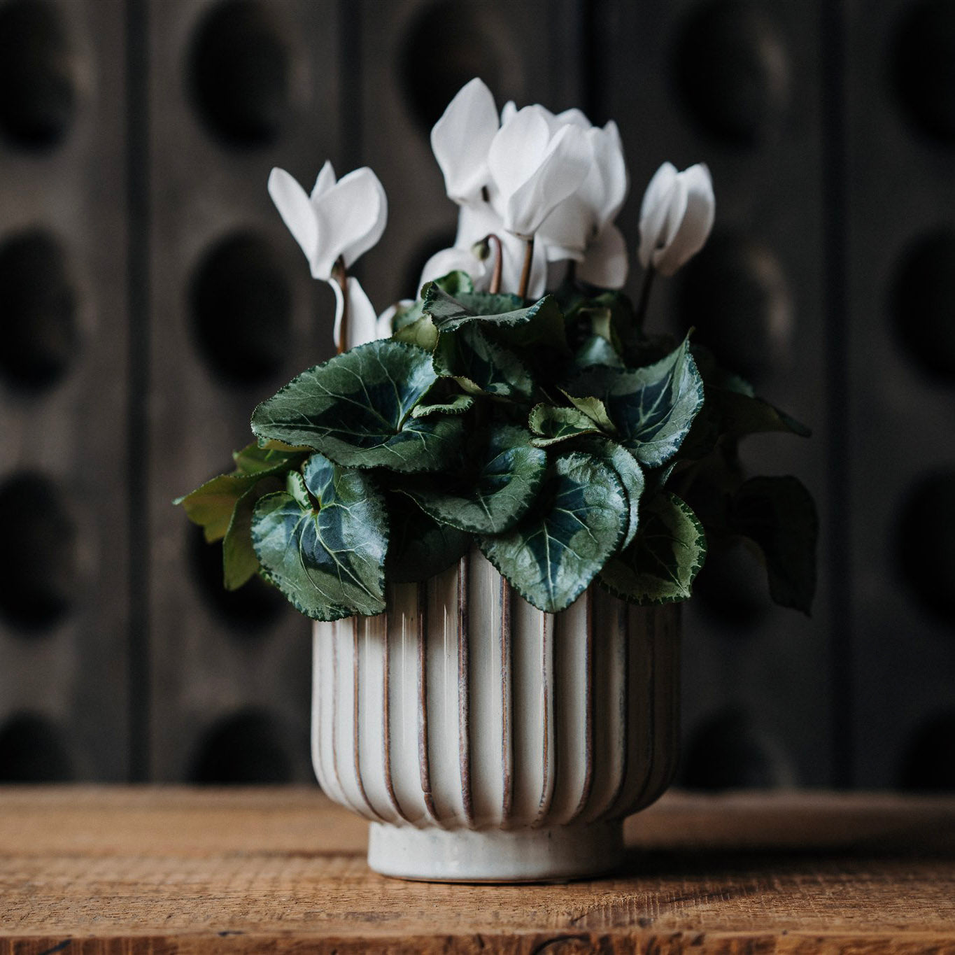 Potted Cyclamen with colourful seasonal flowers and marbled foliage in a decorative plant pot