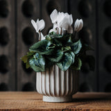 Potted Cyclamen with colourful seasonal flowers and marbled foliage in a decorative plant pot