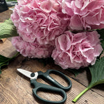 Pink Hydrangea flowers and a pair of garden shears on a wooden surface