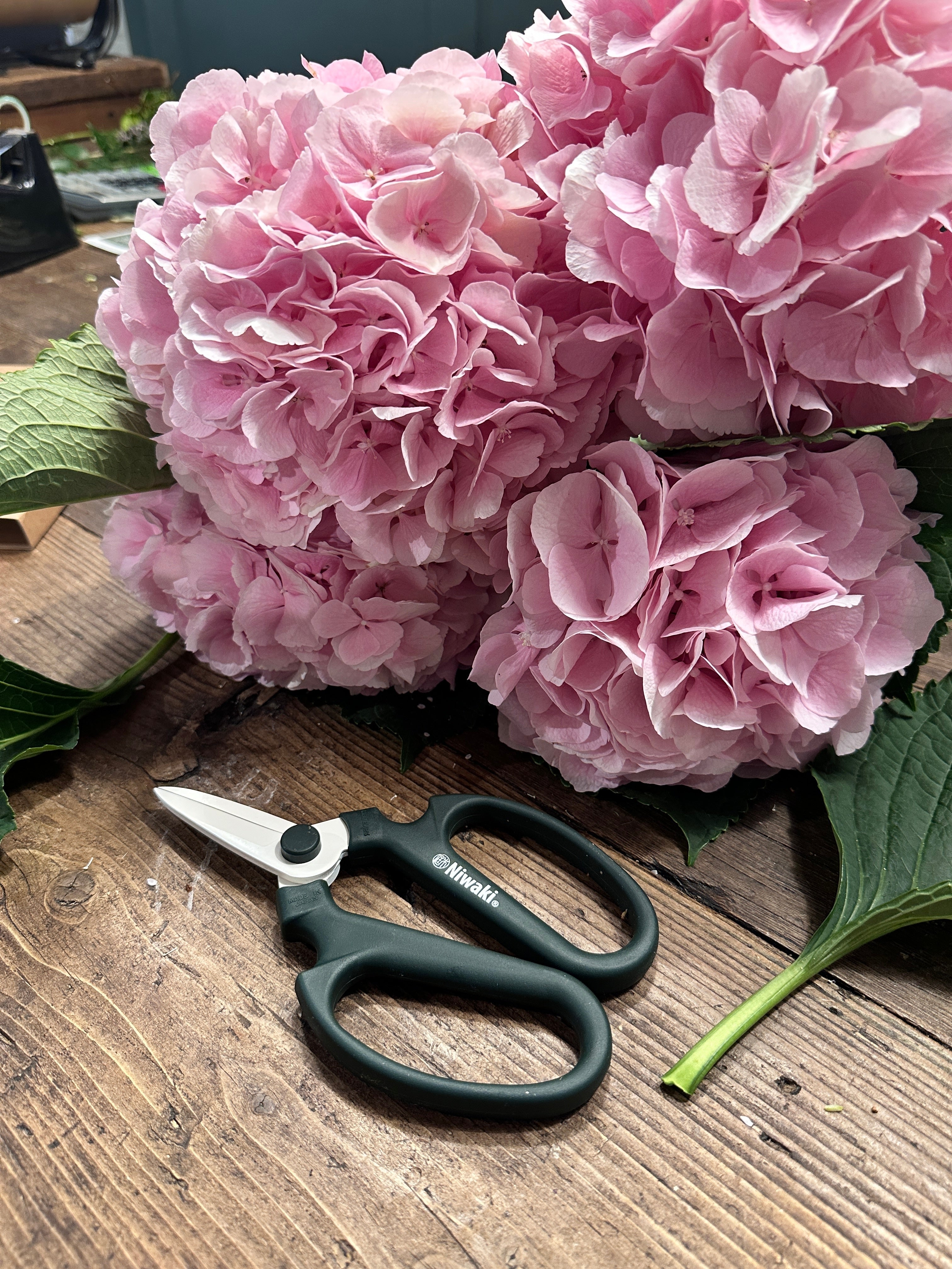 Pink Hydrangea flowers and a pair of garden shears on a wooden surface