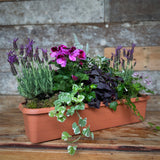 A ready-planted window garden featuring a variety of plants including lavender, geraniums, and other greenery in a terracotta-colored planter.