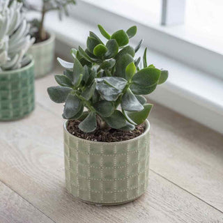 Large Sorrento Pot