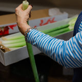 Christmas Amaryllis Stems – Luxury Box of 12 fresh stems