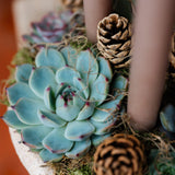 Joy & Peace Succulent Compote