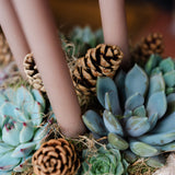 Joy & Peace Succulent Compote