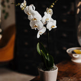 Phalaenopsis White Orchid Planter