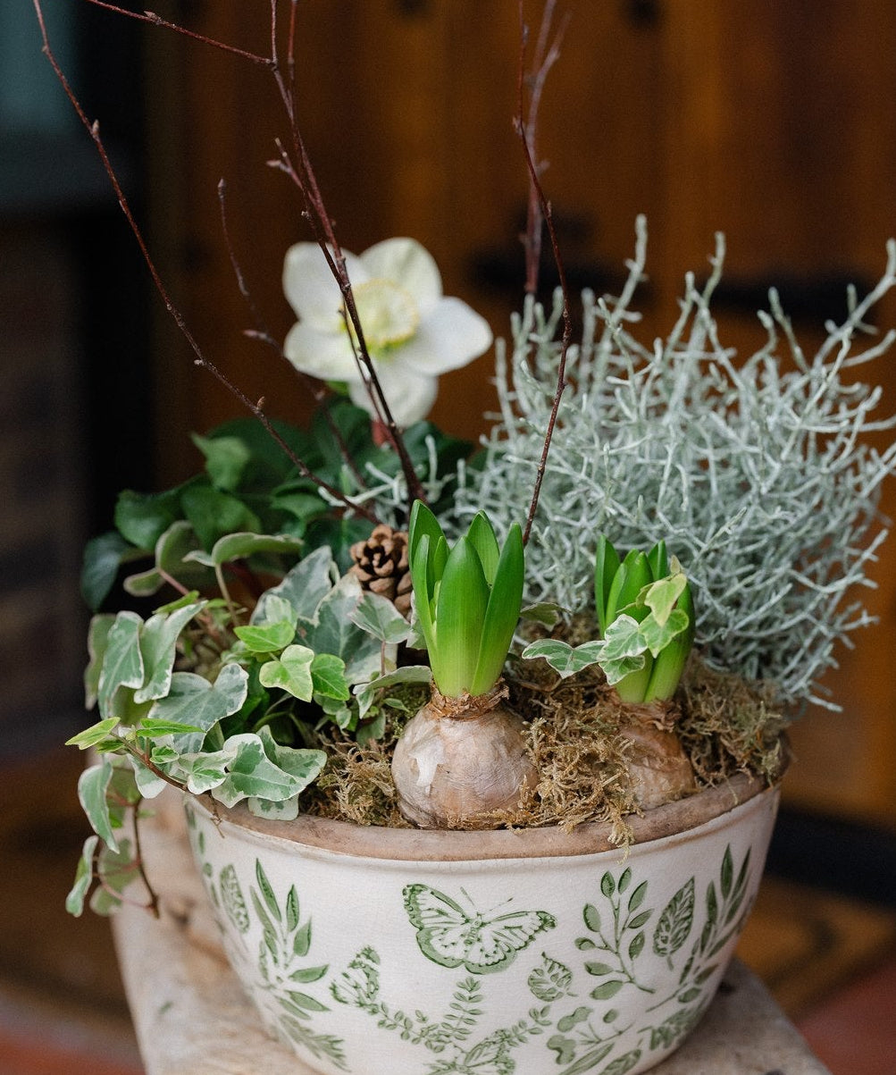 The Winter Duchess green and white winter planter with cyclamen hyacinths and silvery foliage by Mad Lilies