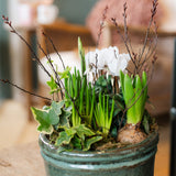 The Winter Wildling seasonal winter bulb planter with cyclamen paperwhites hyacinths and trailing greenery