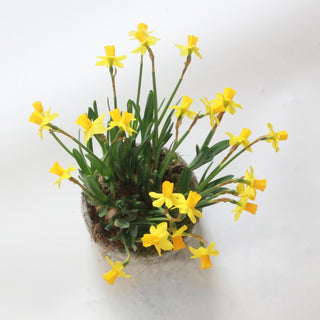 Narcissus Planter