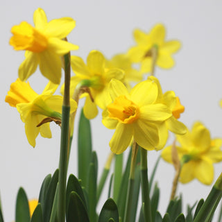 Narcissus Planter